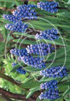 Flowers - Wholesale Floral Greeting Card