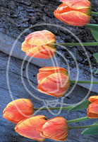 Flowers - Wholesale Floral Greeting Card