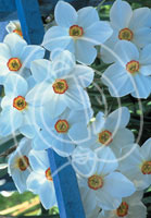 Flowers - Wholesale Floral Greeting Card